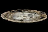 11.1" Petrified Wood Dish - Indonesia - #131456-2